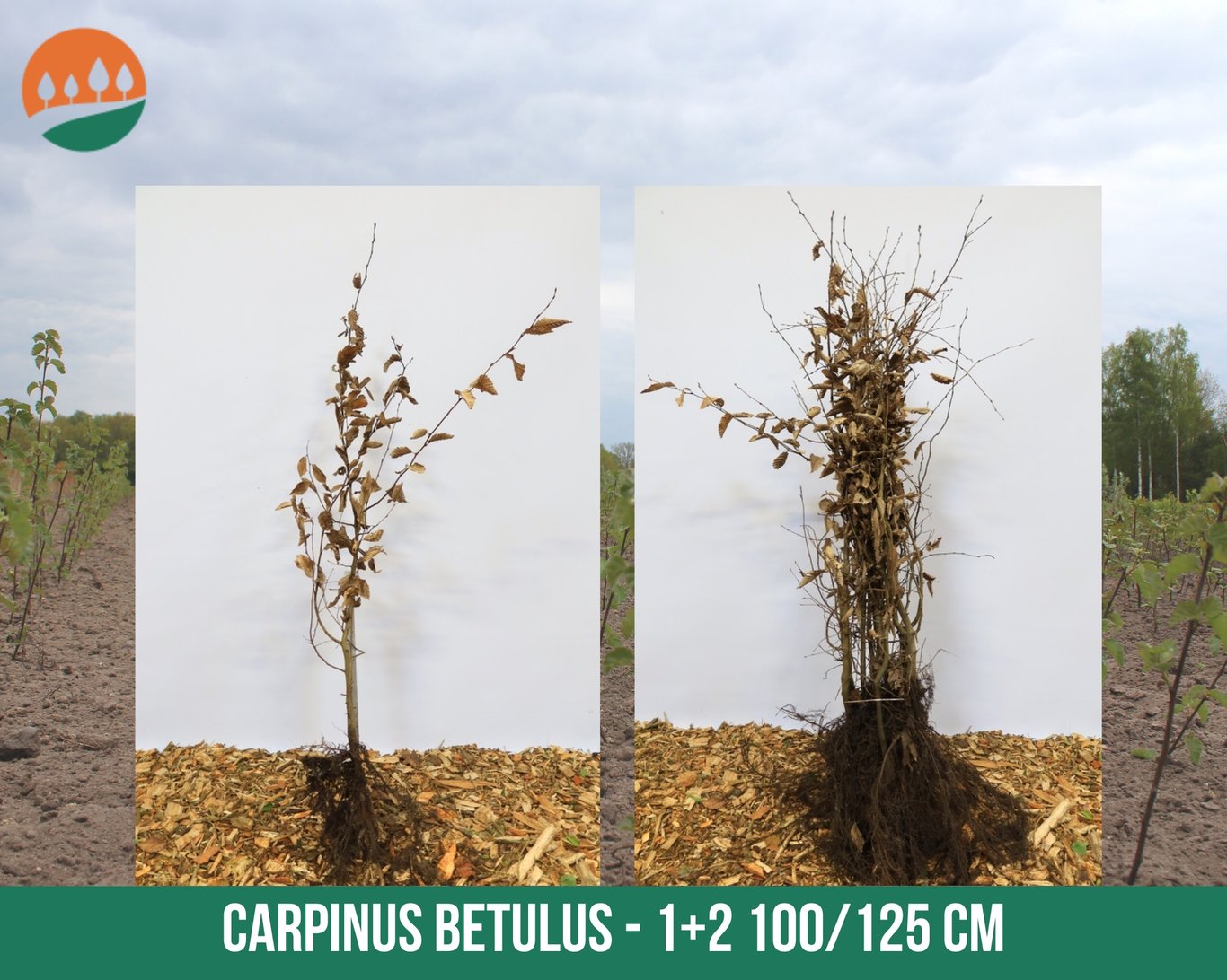 Carpinus betulus - 100-125 CM bare root 1/2